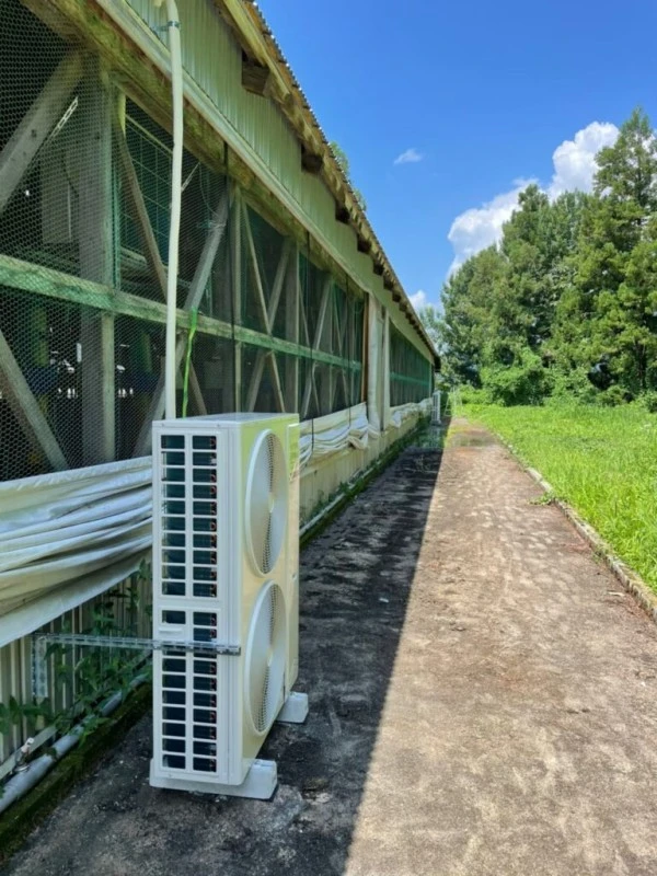 Duy trì sức khỏe của chú lợn con